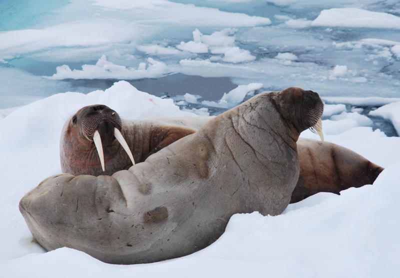 Walrus (Picture by Gunther Herrmann)